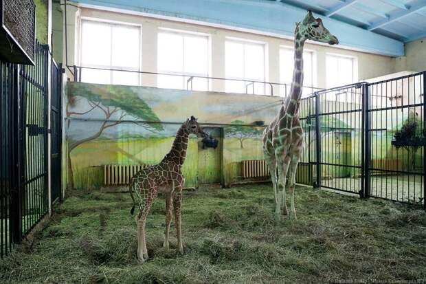 В Калининградском зоопарке родился жирафенок Калининградский зоопарк, жираф, жирафенок, калининград, фоторепотаж