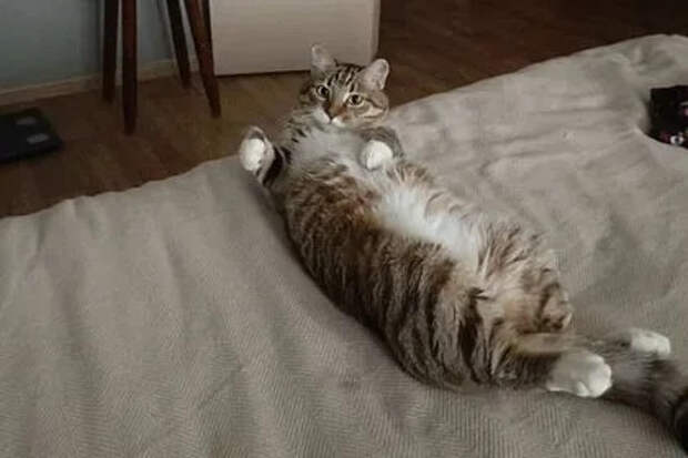 Жителям России предложили оформить подписку на кота