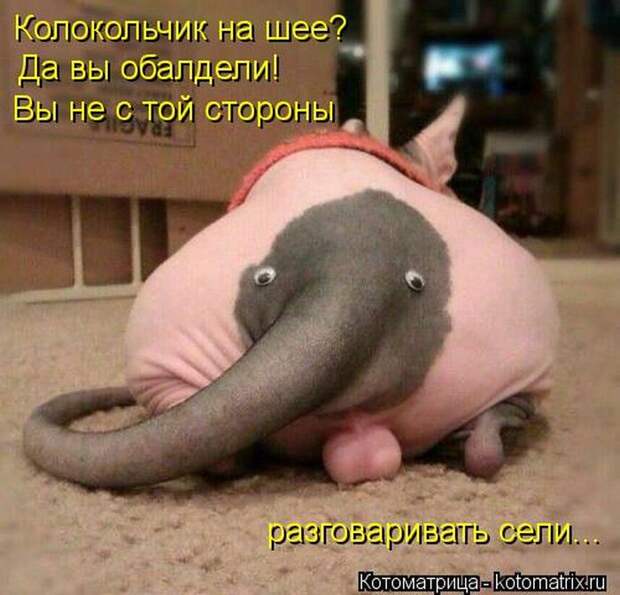Лучшие котоматрицы недели Лучшие котоматрицы недели