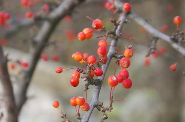 Созрели плоды декоративной яблоньки, фото автора