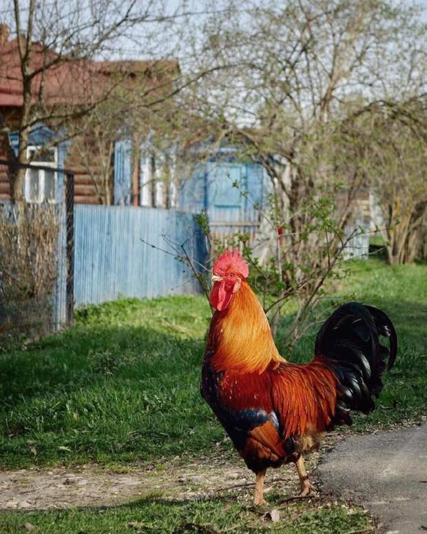 25 фотографий русской деревни, которые вернут вас в детство 25 фотографий русской деревни, которые вернут вас в детство деревня, детство, ностальгия, русская деревня