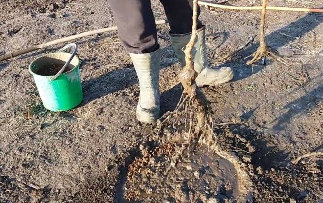 когда сажать овощи в открытый грунт