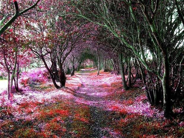 Фотовыставка Как прекрасен этот мир фото окружающий мир Интернет урок
