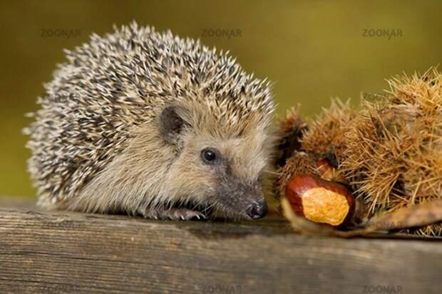 Hedgehogs09 Ёжики настоящие и нет