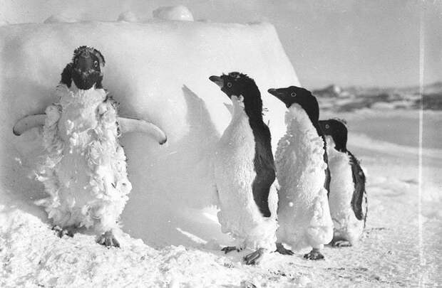 Пингвины Адели приходят в себя после снежной бури Дуглас Моусон, австралия, антарктида, изучение Антарктики, научная экспедиция, полярные исследователи, поход во льдах, фотосвидетельства