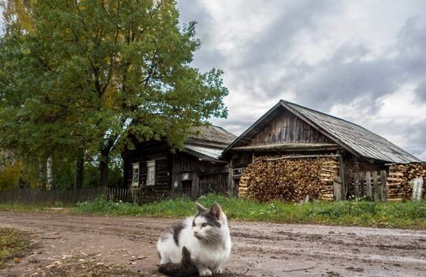 Очень колоритные уличные коты город, домашние животные, кот, кошка, эстетика