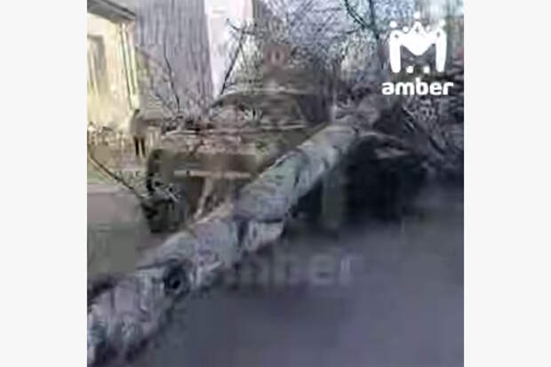 В российском городе дерево раздавило автомобиль