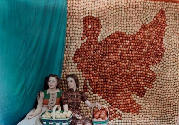 Витрина с яблоками в форме индейки, Западная Вирджиния, 1939. Автохром, фотограф Б. Энтони Стюарт