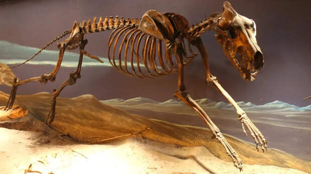 Бакулюм: почему у большинства млекопитающих есть кость в пенисе, а у человека — нет