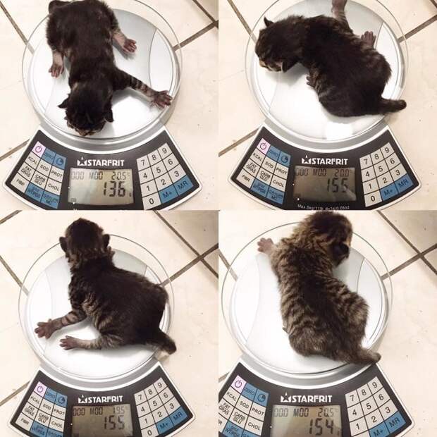 Вес котят Котята на весах