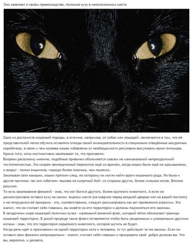 6 милых кошачьих повадок и их неожиданные объяснения