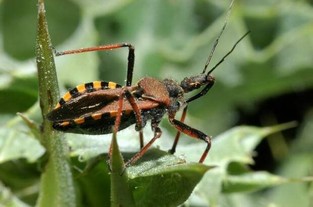 Хищнецы (лат. Reduviidae) (англ. Assassin Bugs)