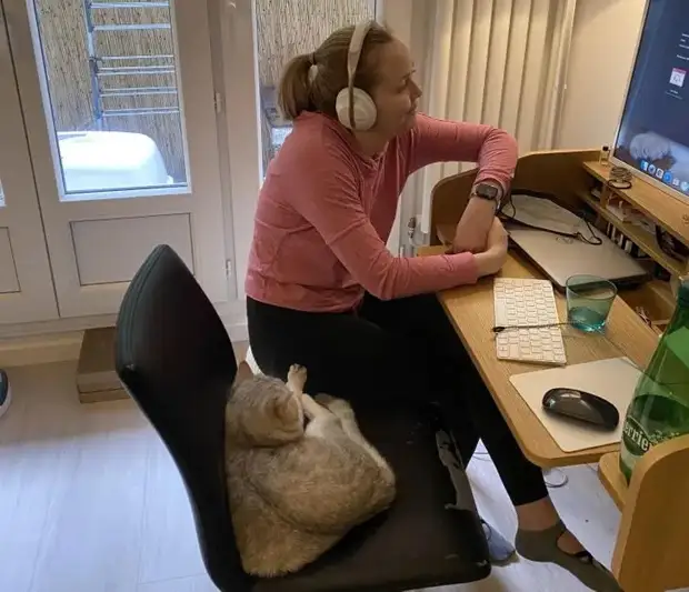 Питомцы, которые не знают границ когда, нравится, просто, смотрю, через, моюсь»«Это, просыпаюсь, достаточно, чтобы, занять, Иногда, стул»Когда, контролирует, питомцы, понятие, личных, границ, перестаёт, живут, огромны«Это