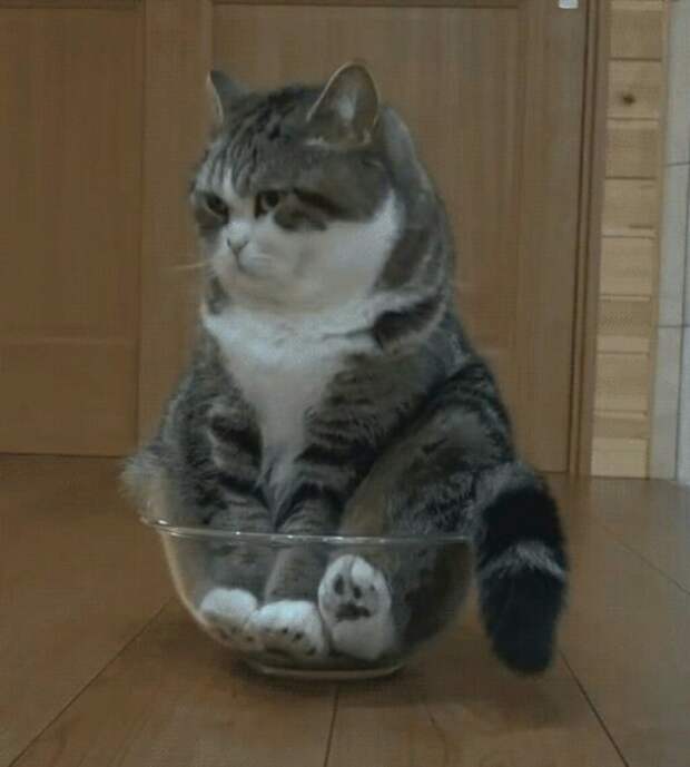 Субботний котопост коты, кошки, приколы с котами., смешные коты