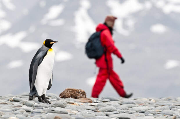 Фотография: Фото пингвинов от Ника Гарбутта №10 - BigPicture.ru