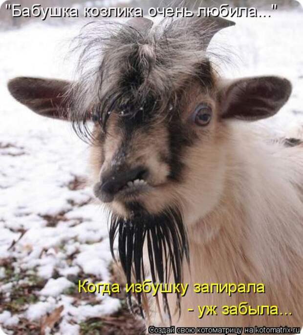Лучшие котоматрицы недели (50 фото)