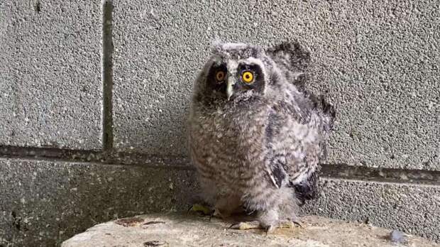 Весна малышей: в крымском зоопарке настоящий бэби-бум