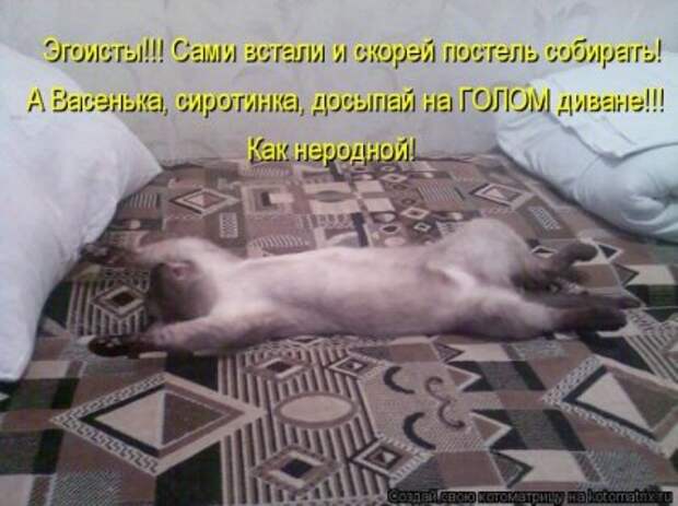 Лучшие котоматрицы недели (16 фото)