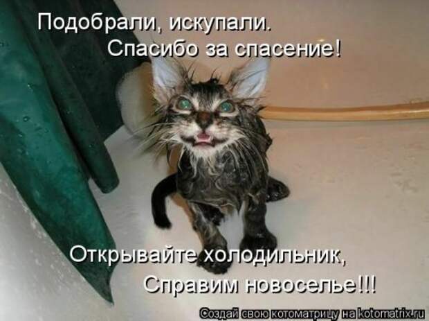 Лучшая котоматрица на Бугаге (29 шт)