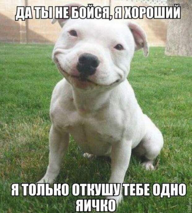 Убойные заряды юмора на все ближайшие дни. Смотрим! Убойные заряды юмора на все ближайшие дни. Смотрим!