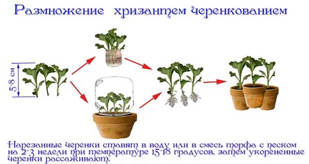 как правильно выращивать хризантемы в открытом грунте