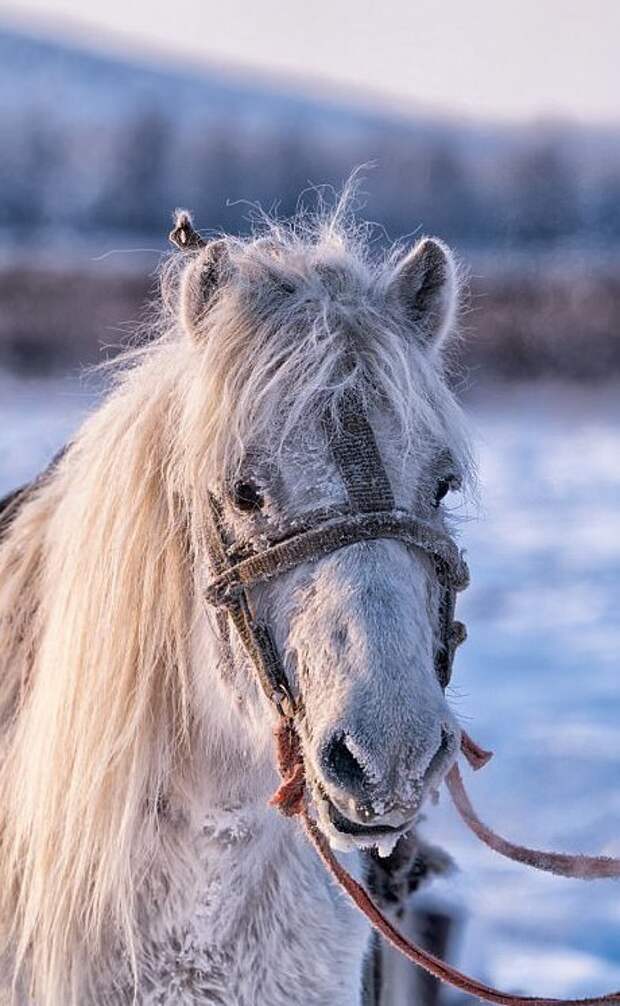 От морозов лошадей защищает подшерсток и шерсть длиной 8-15 см Порода, животные, лошадь, россия, саха, фото, якут, якутия