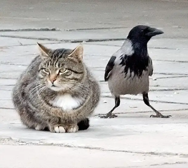 Ворона и Кот