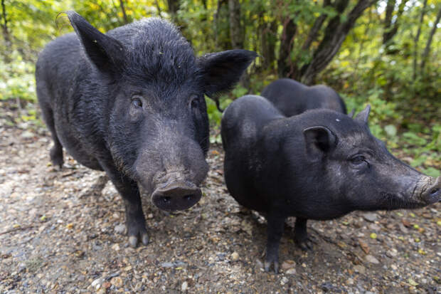Биолог Сафонов: любые резкие движения при встрече кабана с поросятами опасны