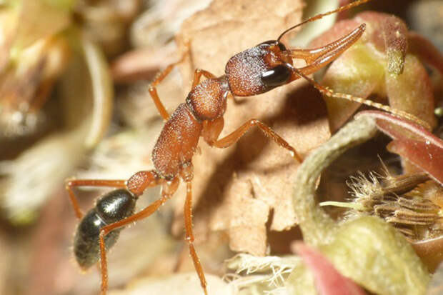 Sci Adv: обоняние у муравьев может быть связано с психикой человека