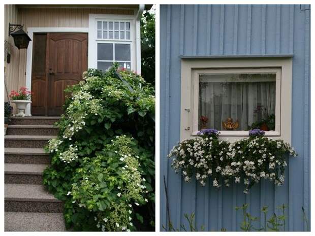 Для финского сада характерно чрезвычайно осторожное отношение к цвету