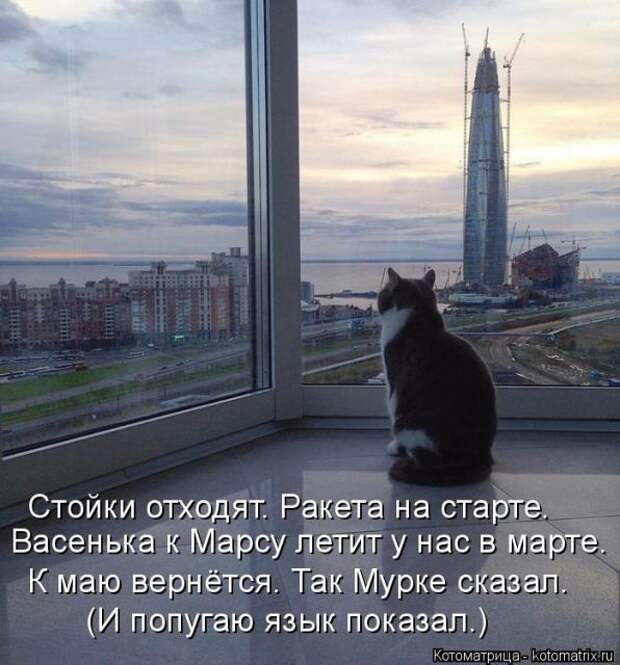 Лучшие котоматрицы недели (50 фото)
