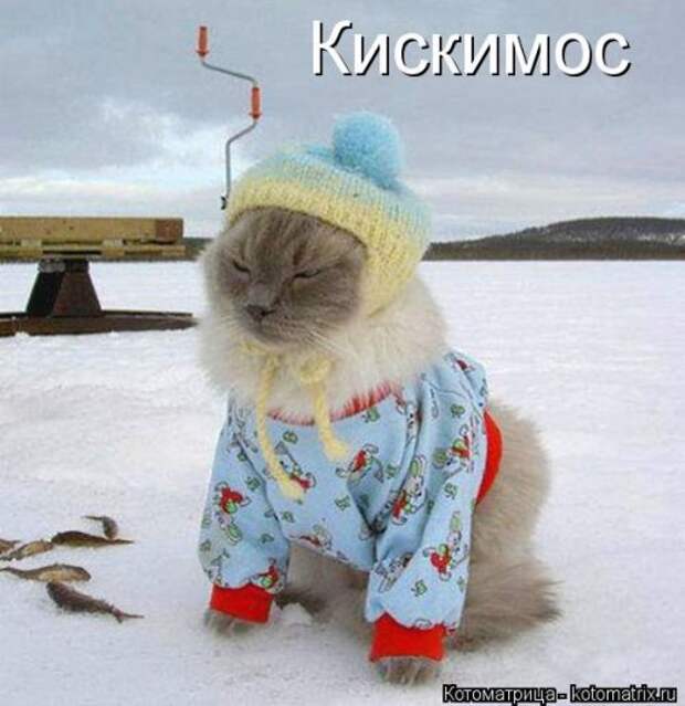 Лучшая котоматрица на Бугаге (29 шт)