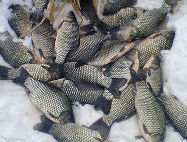Зимняя ловля карася
