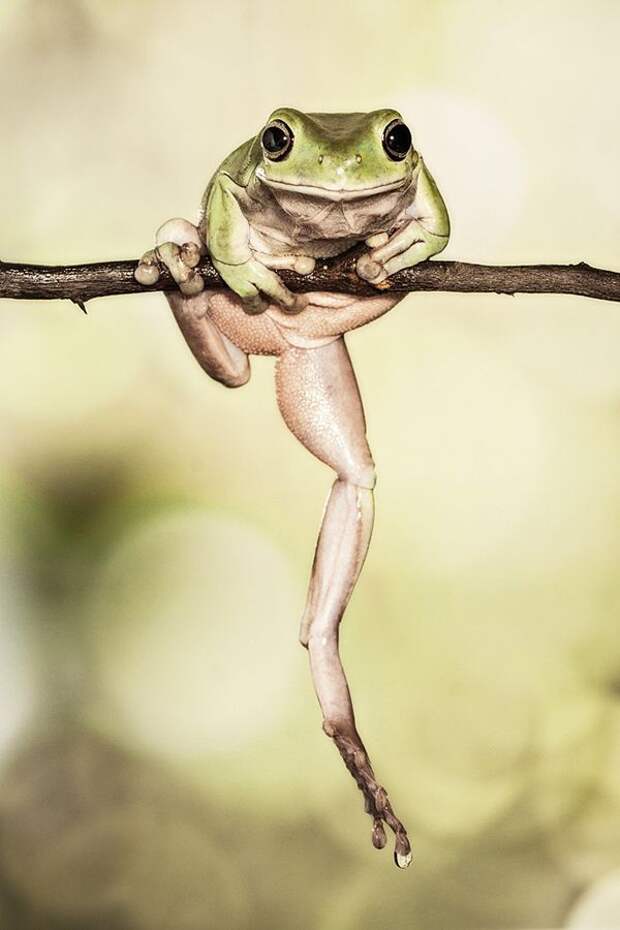 Оригинальные лягушки Frogs05 Оригинальные лягушки