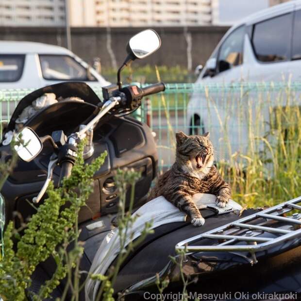 Мир озорных уличных котов в объективе японского фотографа