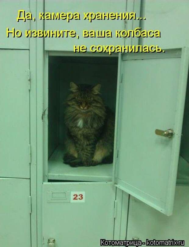 Новый сборник свежих котоматриц (30 шт)