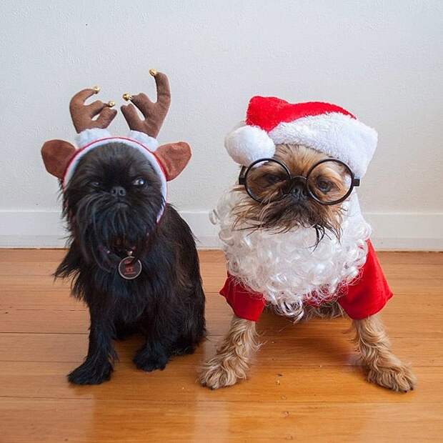 Топ 10 самых популярных животных в Instagram famousanimals05 Топ 10 самых популярных животных в Instagram