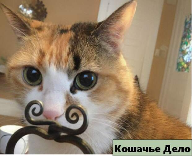 12 уморительных котиков, которых сфотографировали в нужный момент