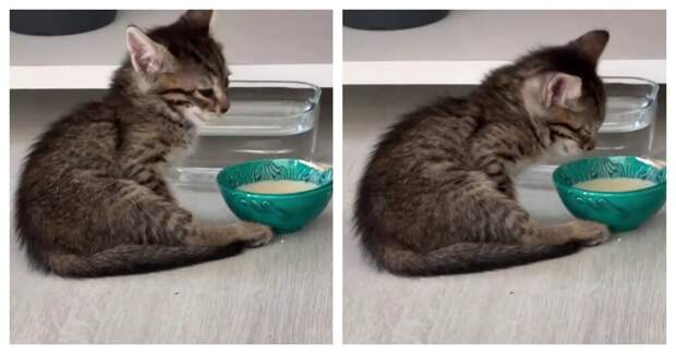 Тяжелое утро: котёнок, который проснулся уставшим