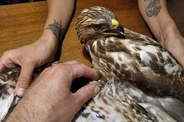 В Тамбовской области спасли двух хищных птиц с травмами крыльев