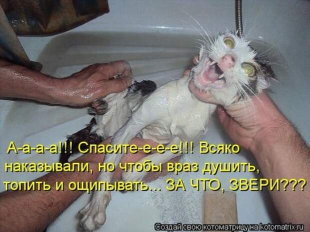 Котоматрицы