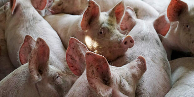 Какое свинство: На Украине взлетели цены на жизненно важный продукт Какое свинство: На Украине взлетели цены на жизненно важный продукт