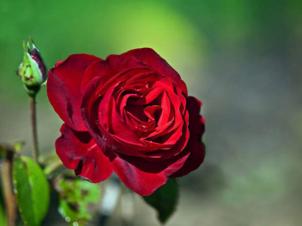 10 лучших макроснимков роз