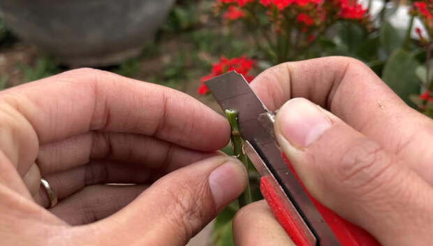 Очень простой способ прививки роз, получится даже у начинающих садоводов