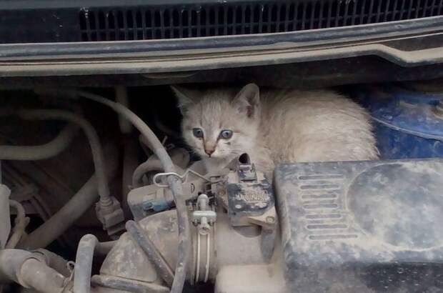 Кошки хотя бы не грызут там ничего авто, автомобиль, живность под капотом, неожиданная встреча, неожиданно, неожиданность, под капотом