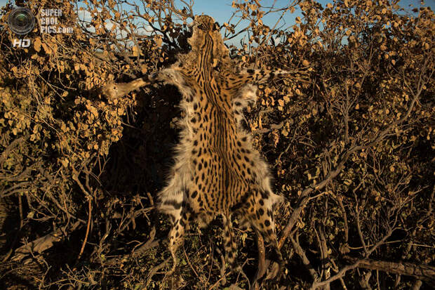 Треугольник Илеми. 14 октября. Кожа гепарда, попытавшегося напасть на скот в краале туркана. (REUTERS/Siegfried Modola)