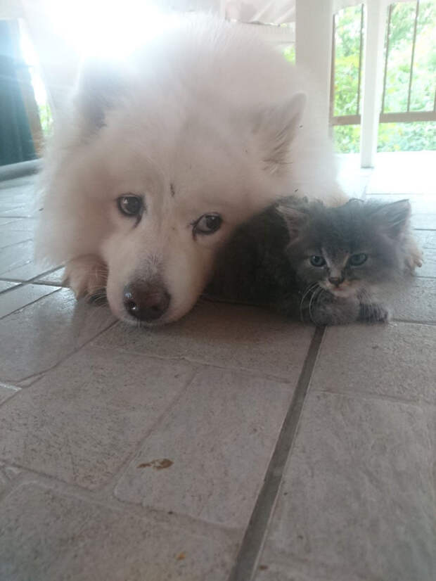 собака и котенок на полу