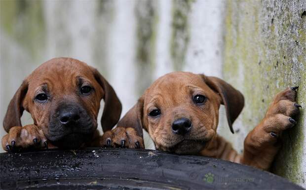 NewPix. ru - Милые щенки от фотографа Юлианы Мейер