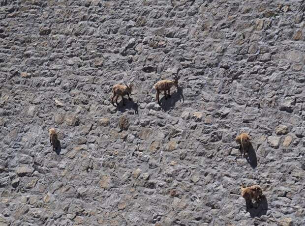 Альпийские козы в Италии ходят по отвесной плотине. Как?! в мире, высота, гравитация, животные, коза, экстрим