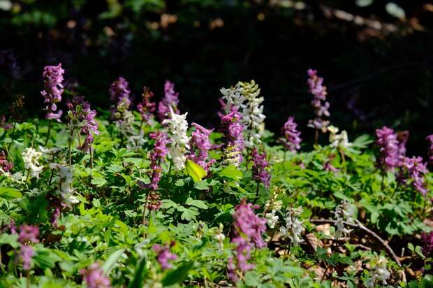 corydalis-5018958_1280 природа